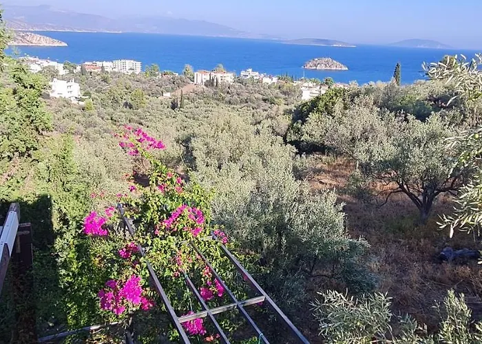 Stone House In Olive Grove * Tolo