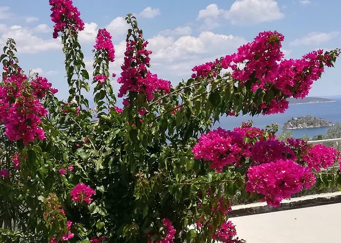 Stone House In Olive Grove Tolo