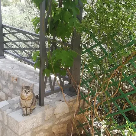 Stone House In Olive Grove
