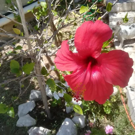 Tatil Evi Stone House In Olive Grove Tolón