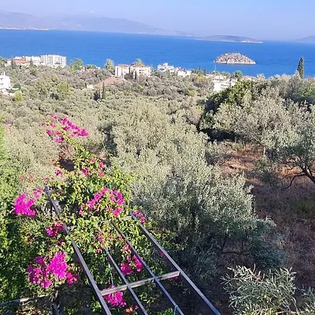 Stone House In Olive Grove * Толон