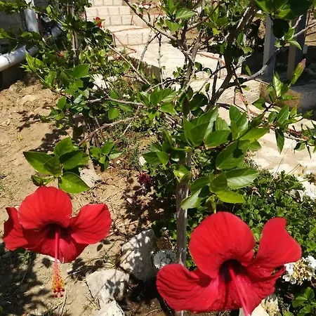 Stone House In Olive Grove