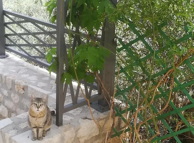 Stone House In Olive Grove