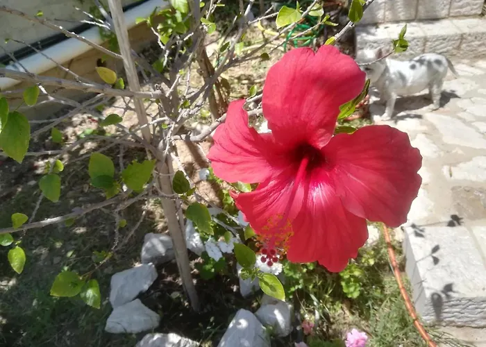 בית נופש Stone House In Olive Grove טולון