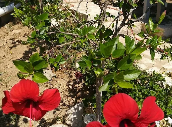 Stone House In Olive Grove
